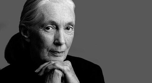 Jane Goodall